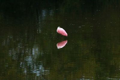 Duck swimming in lake