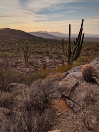 Cactus growing on field against sky during sunset