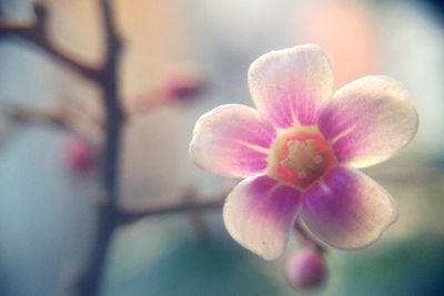 Close-up of flowers against blurred background