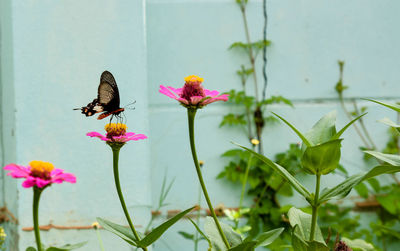 Close-up of butterfly perching on pink flowers