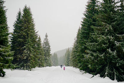 Rear view of person walking on snow covered land