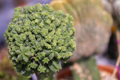 Close-up of fresh green leaf