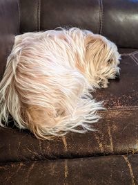 Close-up of dog resting on sofa at home