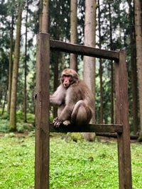 Monkey sitting in a forest