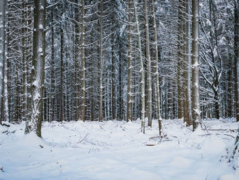 Trees on snow covered field during winter