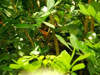 Close-up of green lizard on plant