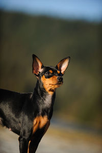 Miniature pinscher looking away