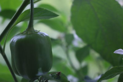 Close-up of fresh green plant