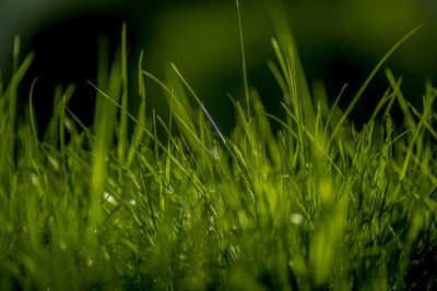 Close-up of fresh green grass