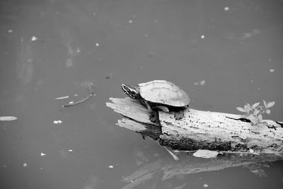 High angle view of a duck in lake