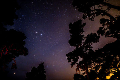 Low angle view of silhouette trees against sky at night