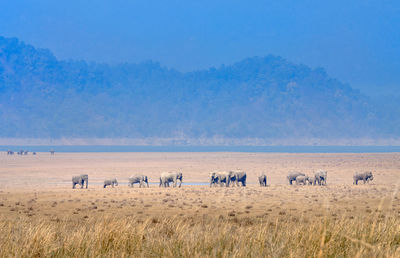 Elephants grazing along the banks of a river in jim corbett national park uttakhand, in india