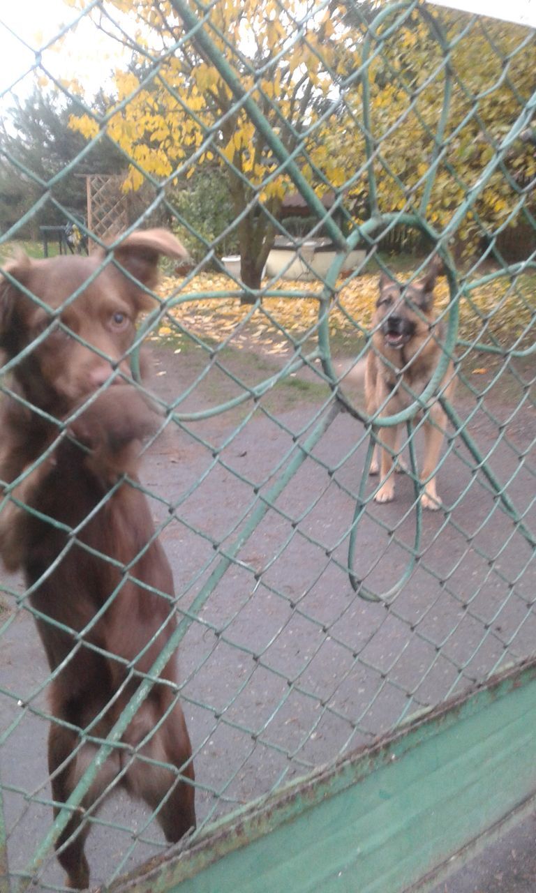 animal themes, mammal, one animal, domestic animals, pets, fence, chainlink fence, portrait, dog, animals in captivity, wildlife, cage, animals in the wild, looking at camera, outdoors, zoo, day, two animals, no people, building exterior