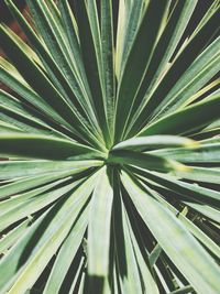 Full frame shot of palm tree