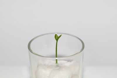 Close-up of drink against white background