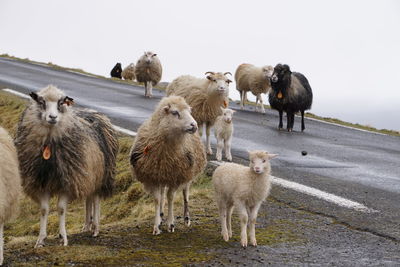 Flock of sheep on road against clear sky