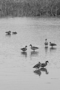 Swans swimming in lake