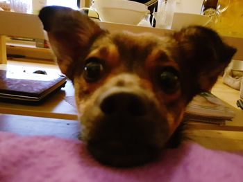 Close-up portrait of dog at home