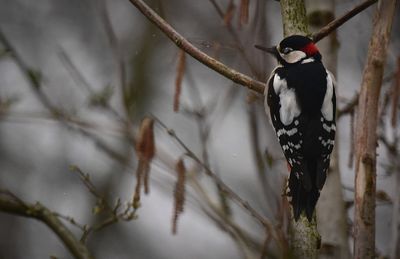 Bird perching on a tree