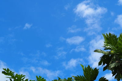 Low angle view of palm trees against blue sky