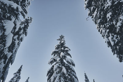 Low angle view of snow covered tree against sky