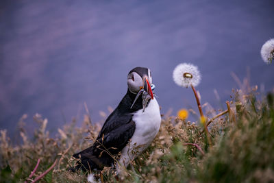 Bird on a field