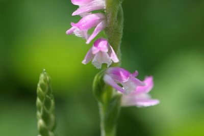 Close-up of pink flower