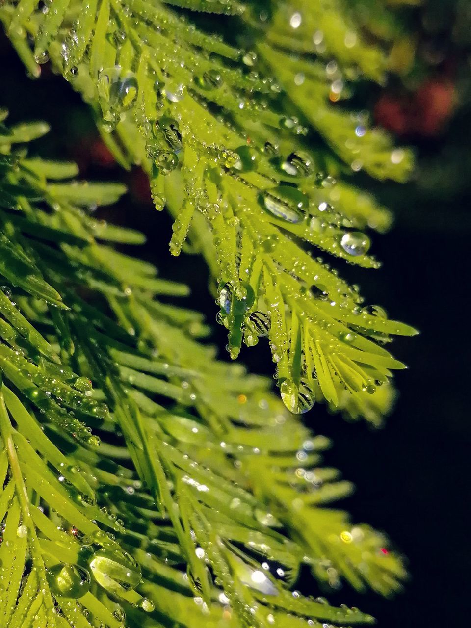 plant, drop, green, water, wet, nature, tree, close-up, branch, growth, beauty in nature, macro photography, leaf, plant part, no people, dew, rain, freshness, flower, coniferous tree, moisture, outdoors, plant stem, selective focus, pine tree, focus on foreground, day, pinaceae, environment, raindrop, grass