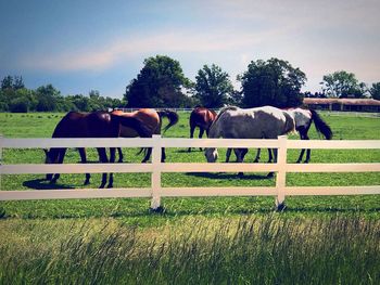 Horses grazing on field against sky