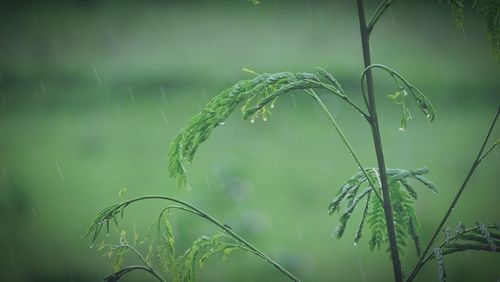 Close-up of wet plant during rainy season