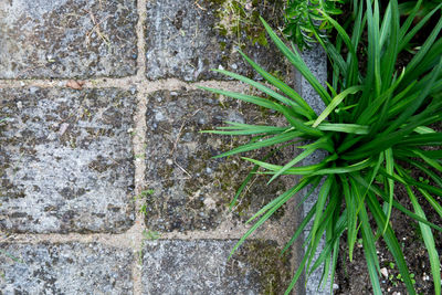 Full frame shot of green leaves