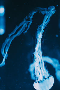 Close-up of smoke against black background