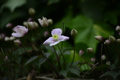 Close-up of purple flowers