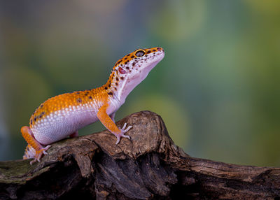 Close-up of lizard on tree