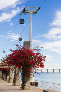 Lisbon seafront near park of the nations with blooming bougainvillea, cable car 