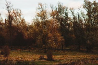 Trees against sky