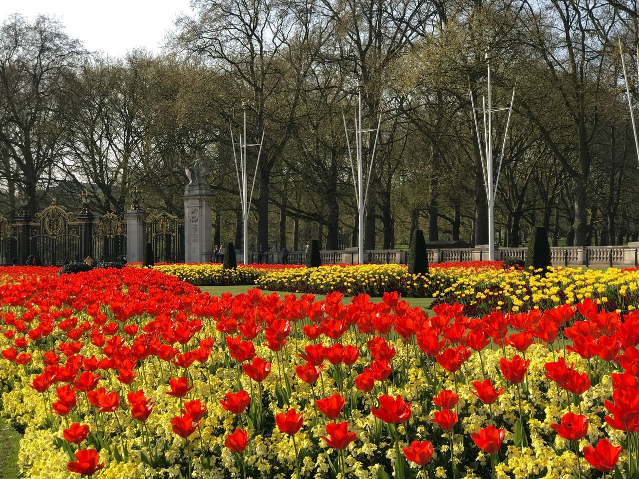 RED FLOWERS IN PARK