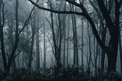 Trees in forest