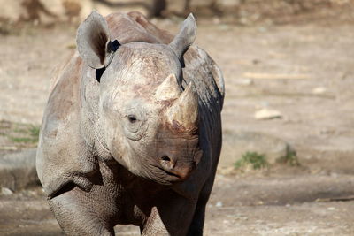 Close-up of elephant