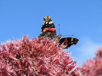 Low angle view of butterfly on pink flower