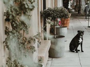 Dog sitting on table against plants