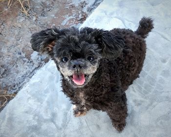 High angle portrait of a dog