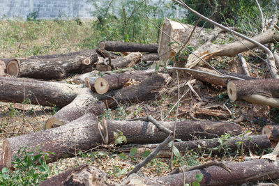 View of lizard on wood in forest