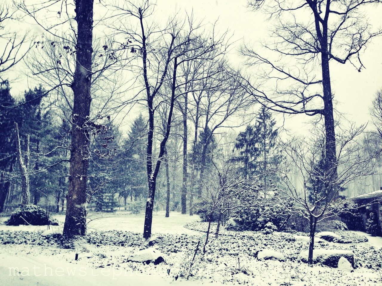 snow, winter, tree, cold temperature, bare tree, season, tranquility, weather, tranquil scene, landscape, tree trunk, nature, covering, branch, beauty in nature, scenics, field, non-urban scene, white color, forest