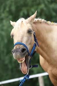 Close-up of a horse