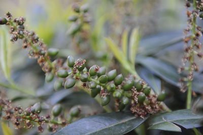 Close-up of succulent plant