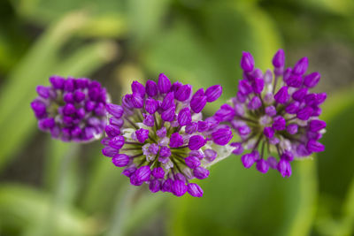Close-up of purple flowering plant