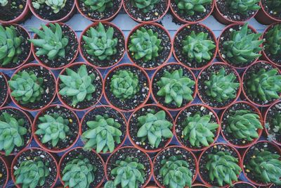 Full frame shot of plants