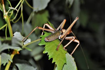 Close-up of insect on plant