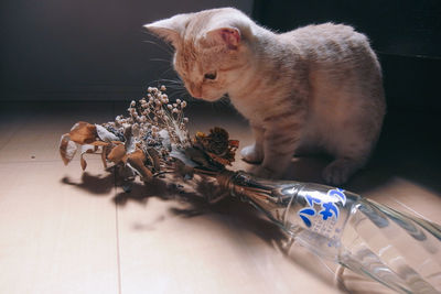 Cat lying on floor at home